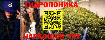 крисы Гатчина