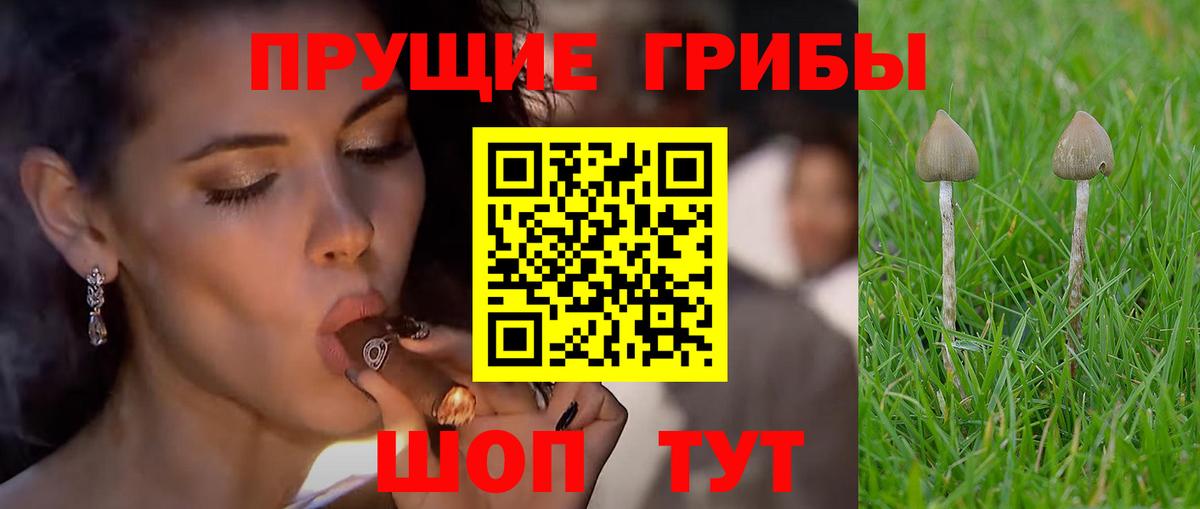 купить наркотик  Псилоцибиновые грибы GOLDEN TEACHER  Пыть-Ях  Вход с VPN  Псилоцибиновые грибы Magic Shrooms 